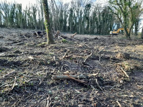 Fleet Wood site of felled trees