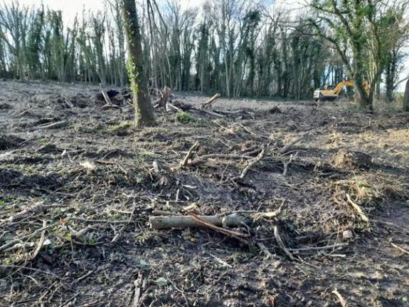 Fleet Wood site of felled trees